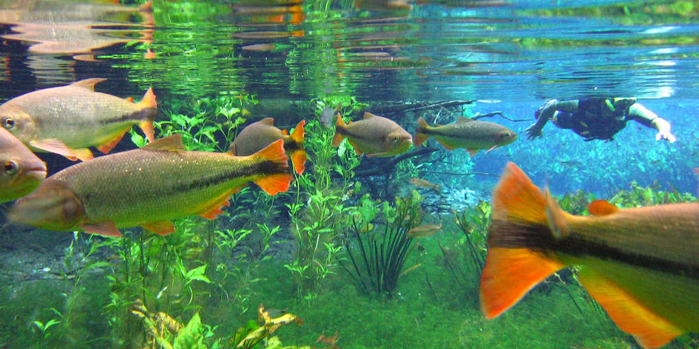 bonito - MS